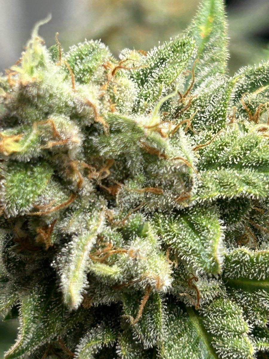 Are these ready to harvest yet 4