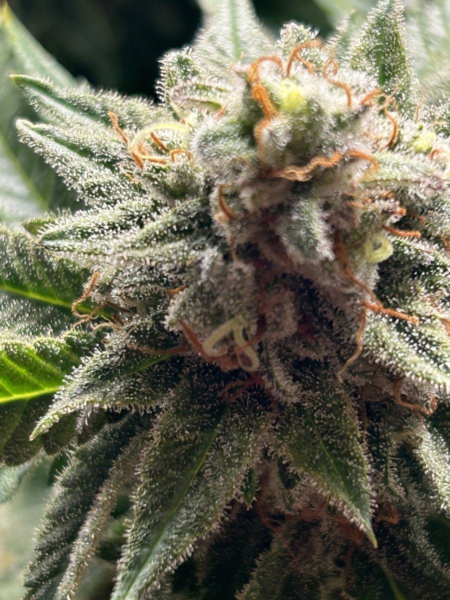 Are these ready to harvest yet 5