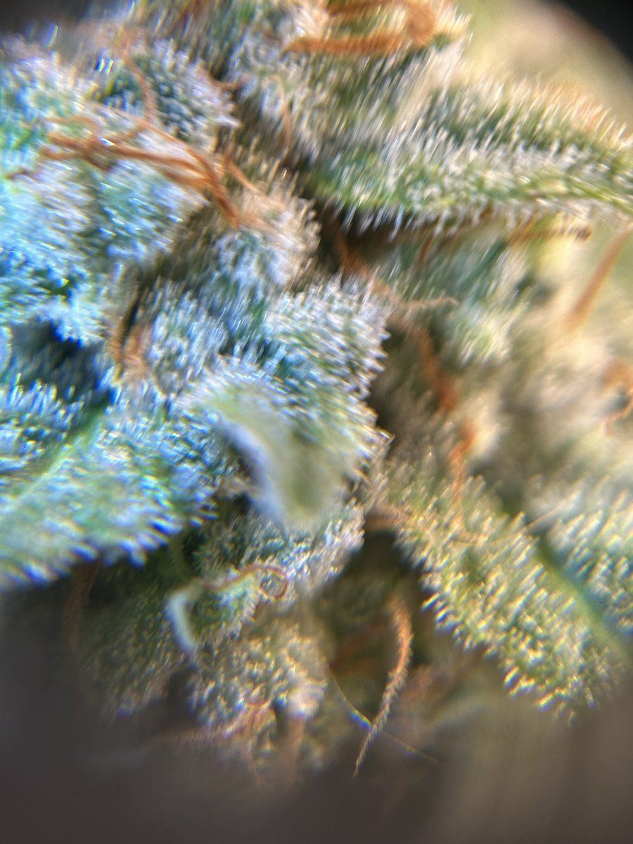 Are these ready to harvest yet 6