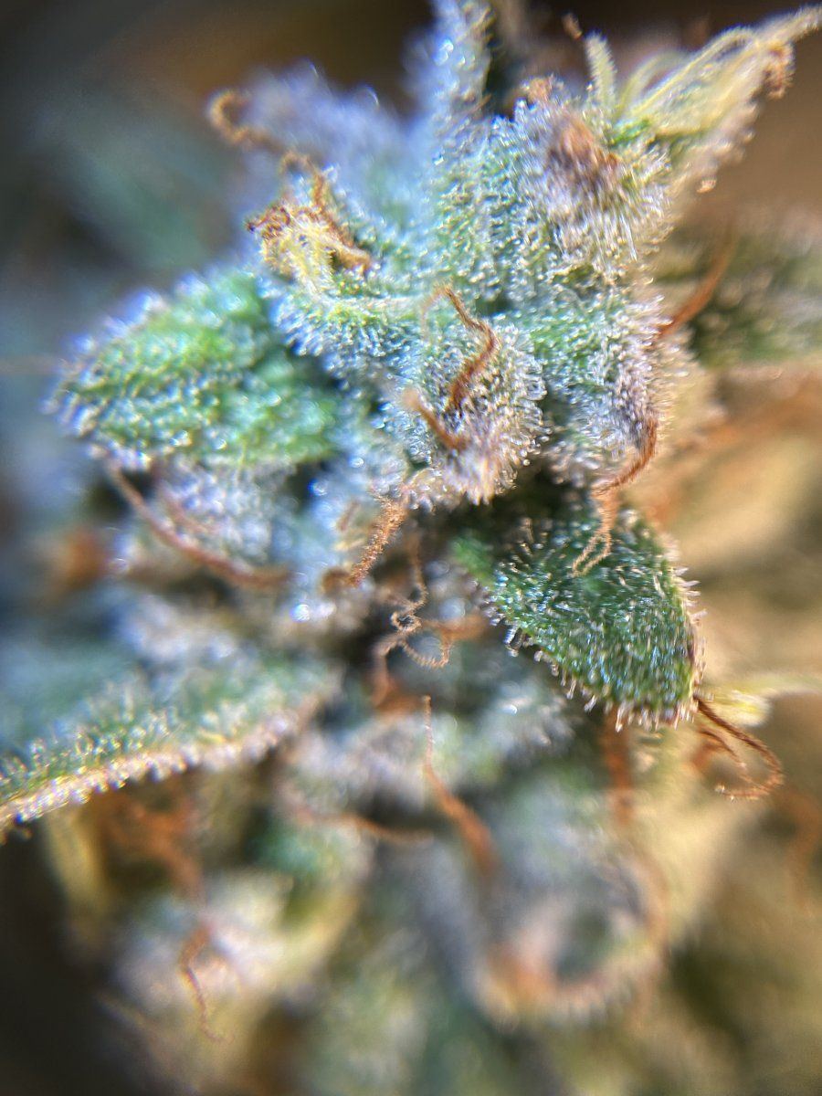Are these ready to harvest yet 7