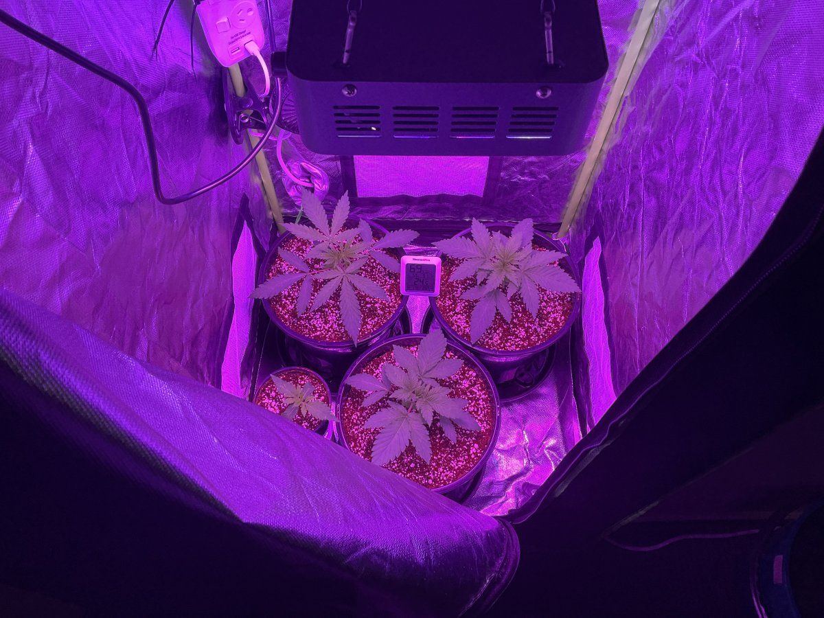 Are these ready to lst and bend 3