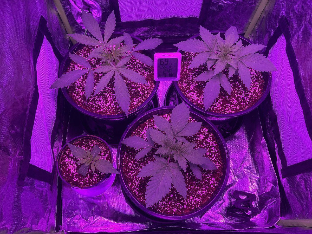 Are these ready to lst and bend 4