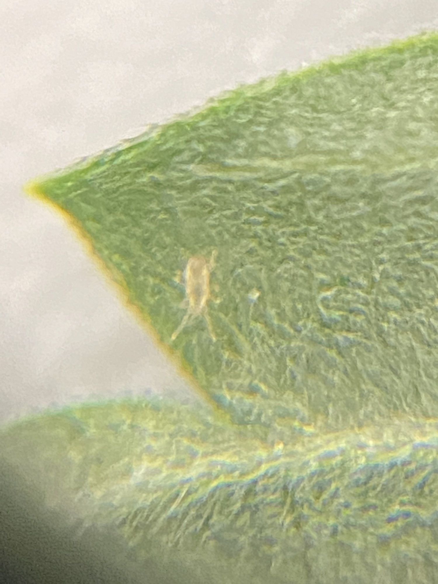 Are these spider mites please help 4