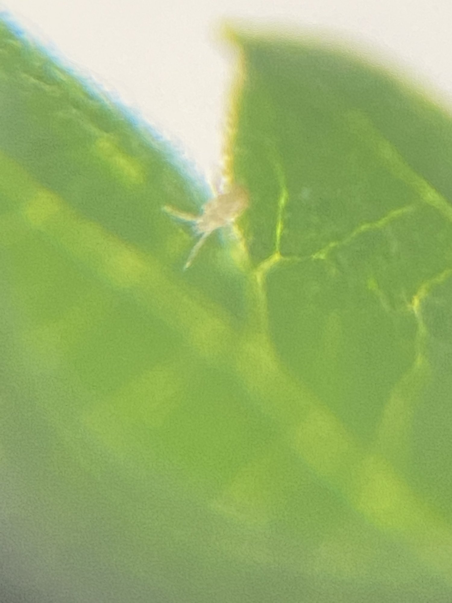 Are these spider mites please help 5
