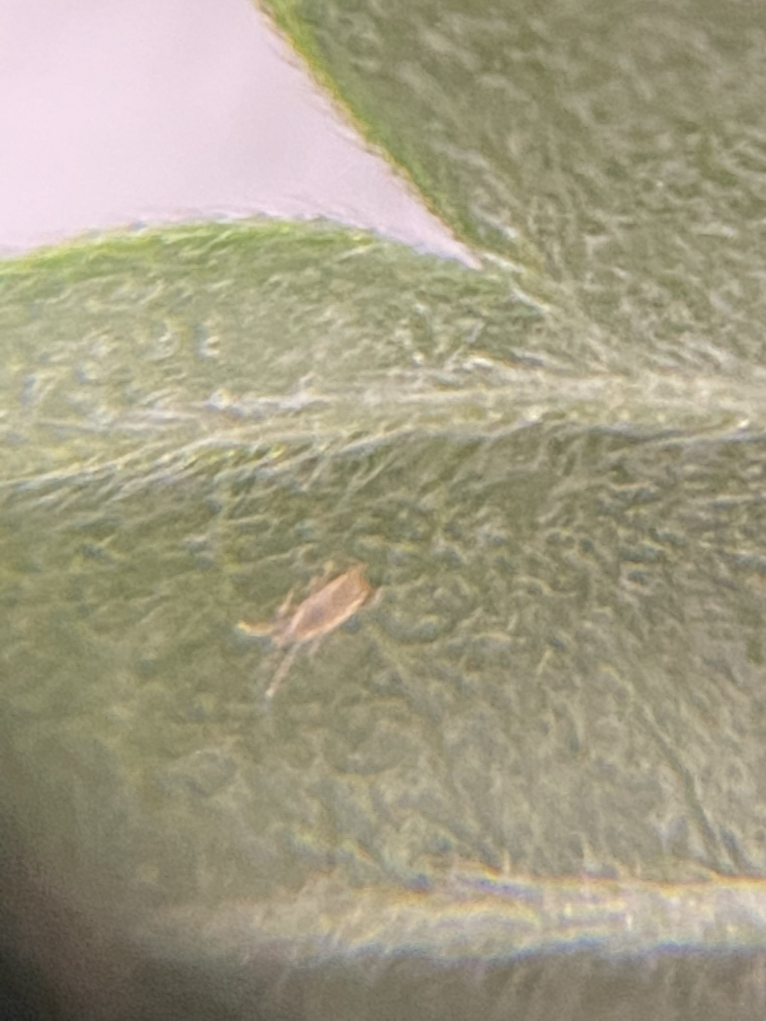 Are these spider mites please help