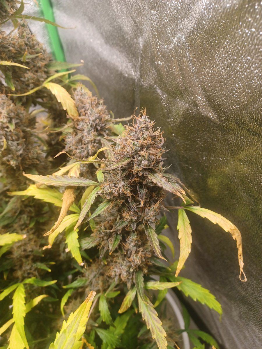 Are these three plants ready 4