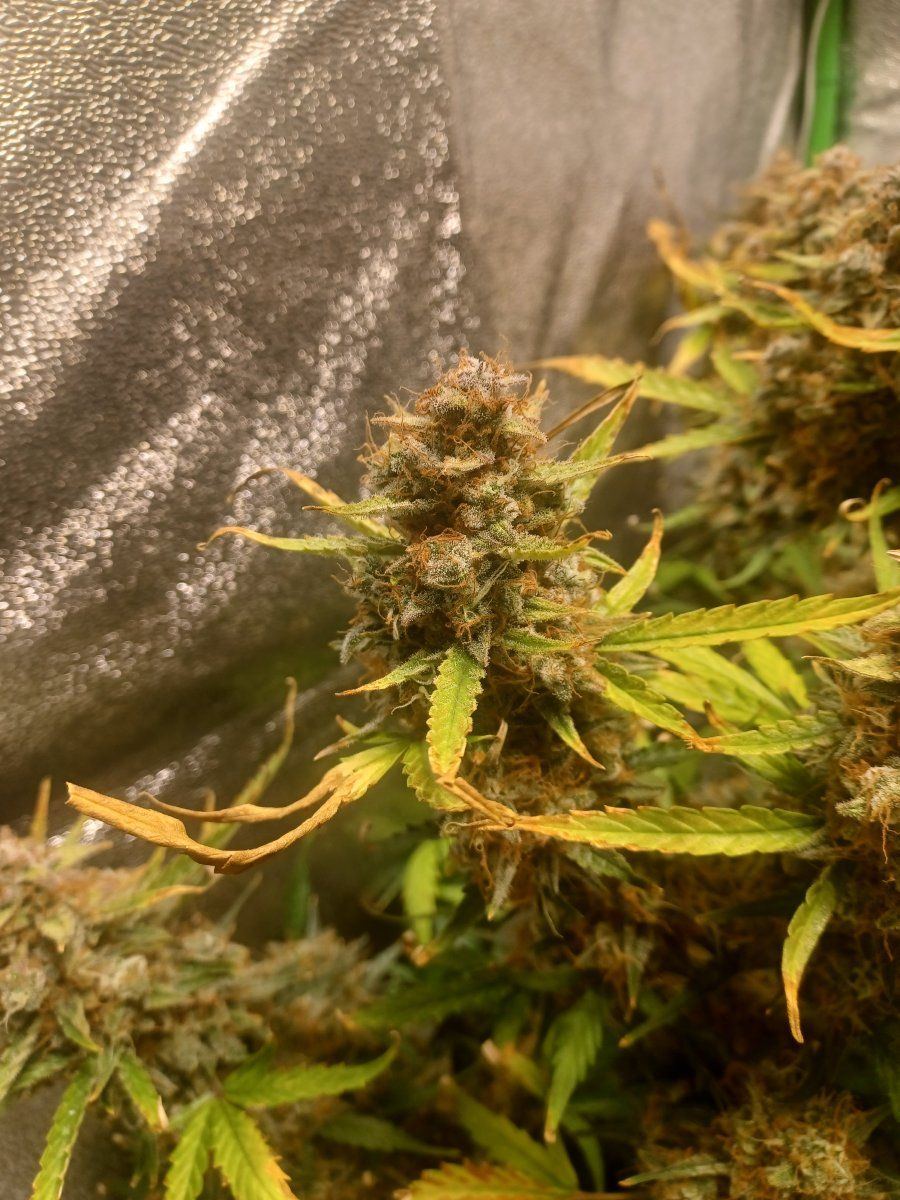 Are these three plants ready 5