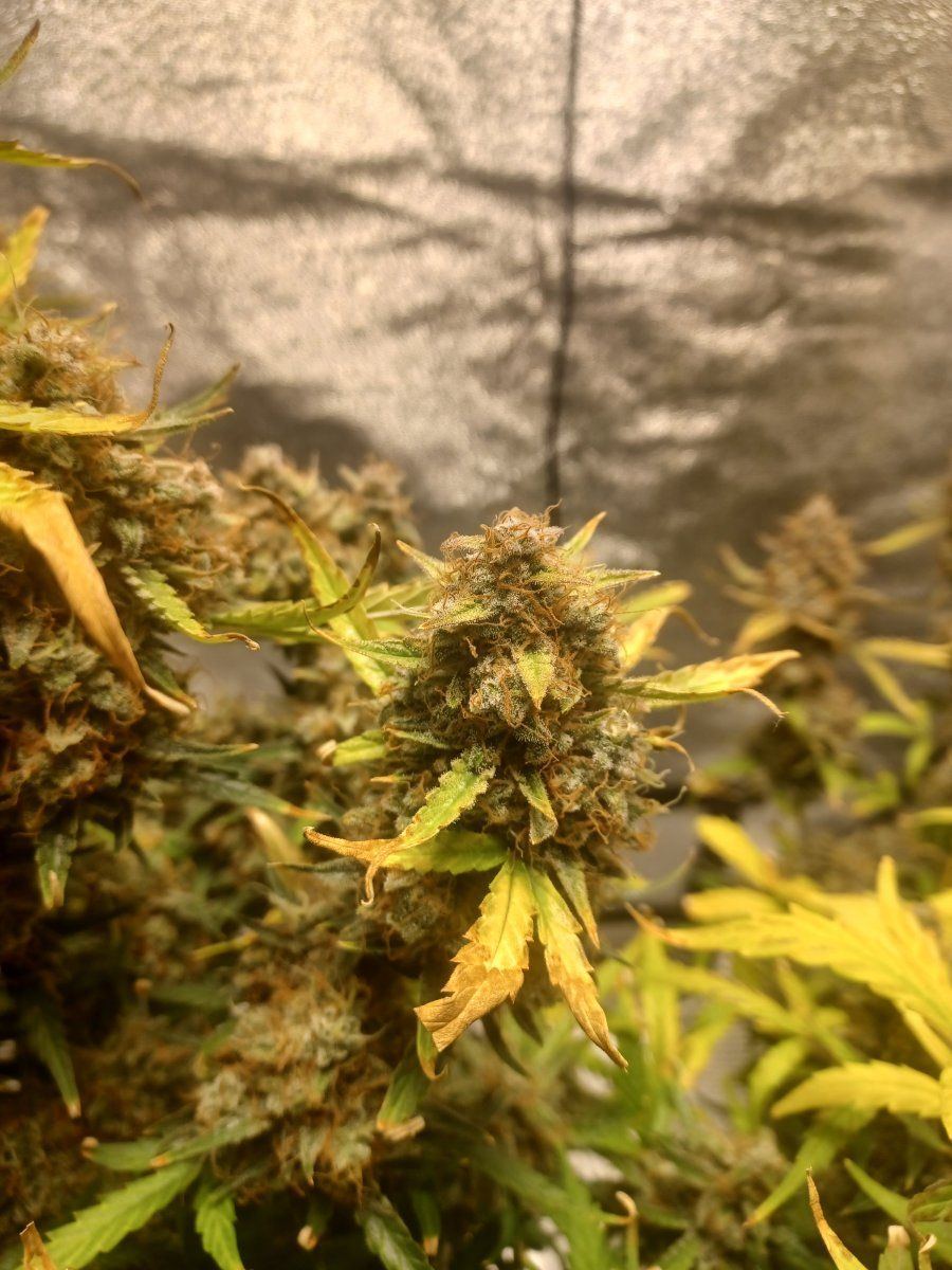 Are these three plants ready 6