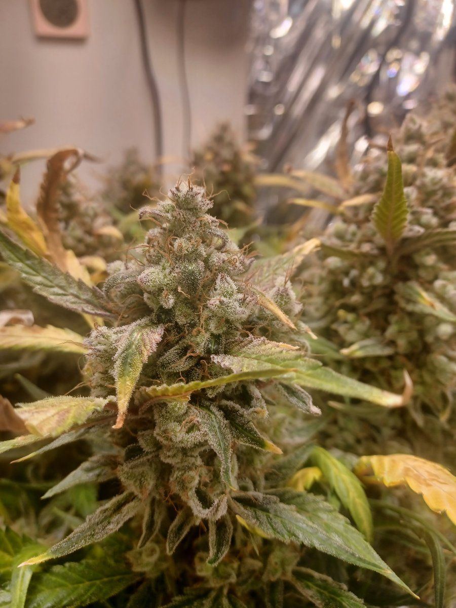 Are these three plants ready 7