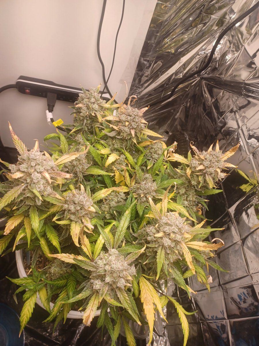 Are these three plants ready 8