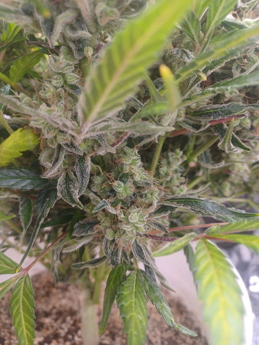 Are these three plants ready 9