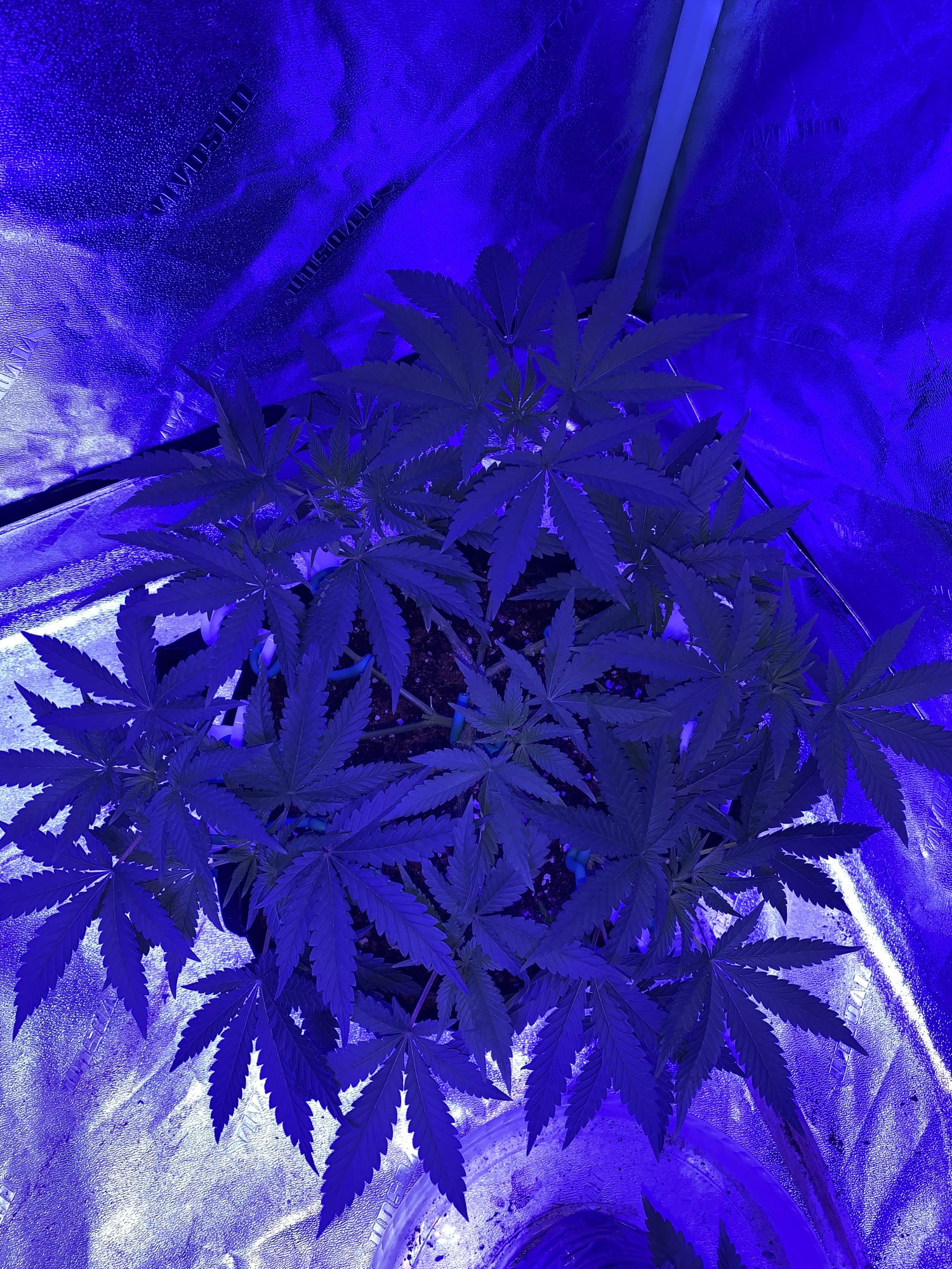 Are these too early to flip into flower 2