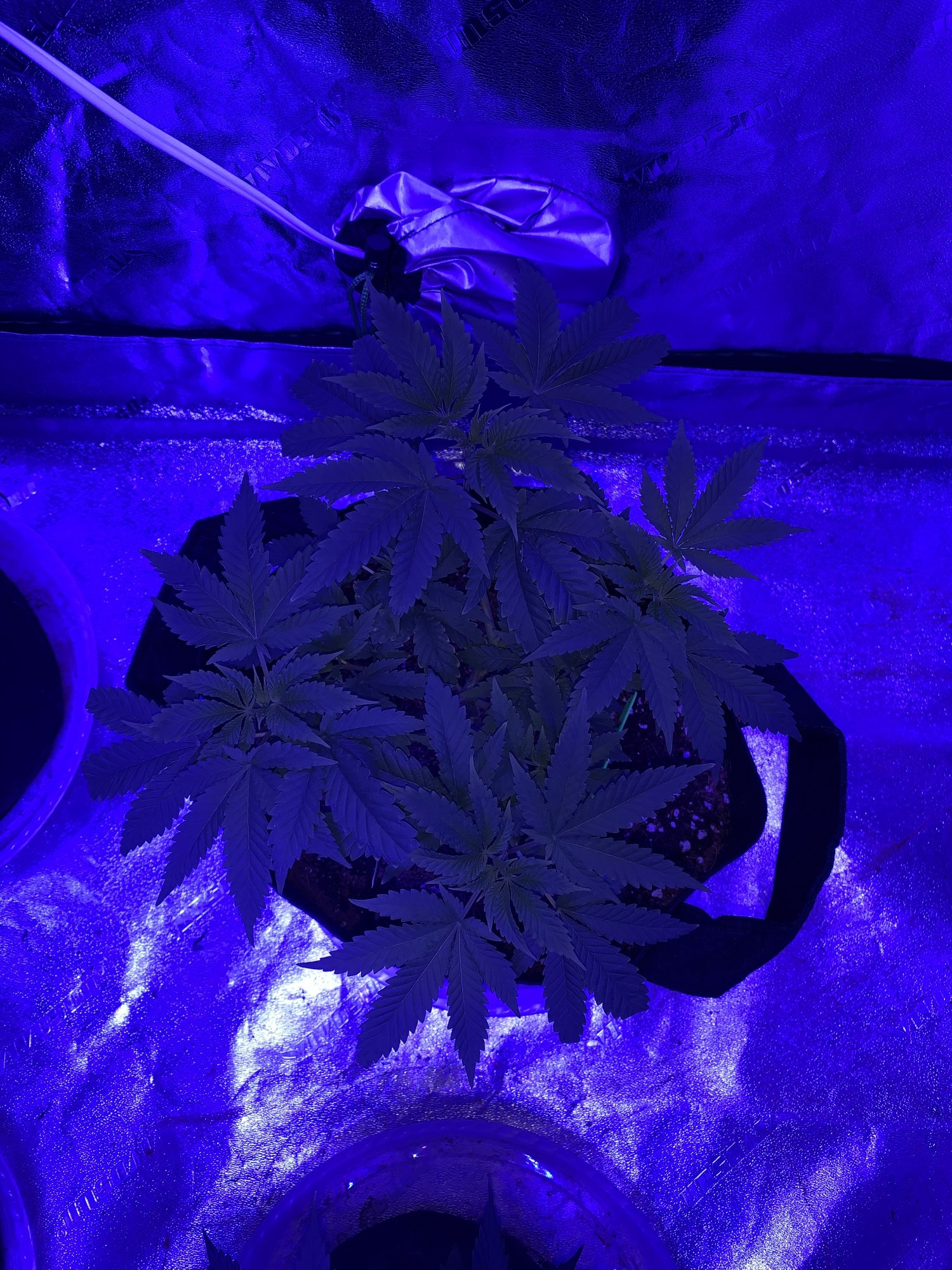 Are these too early to flip into flower 3