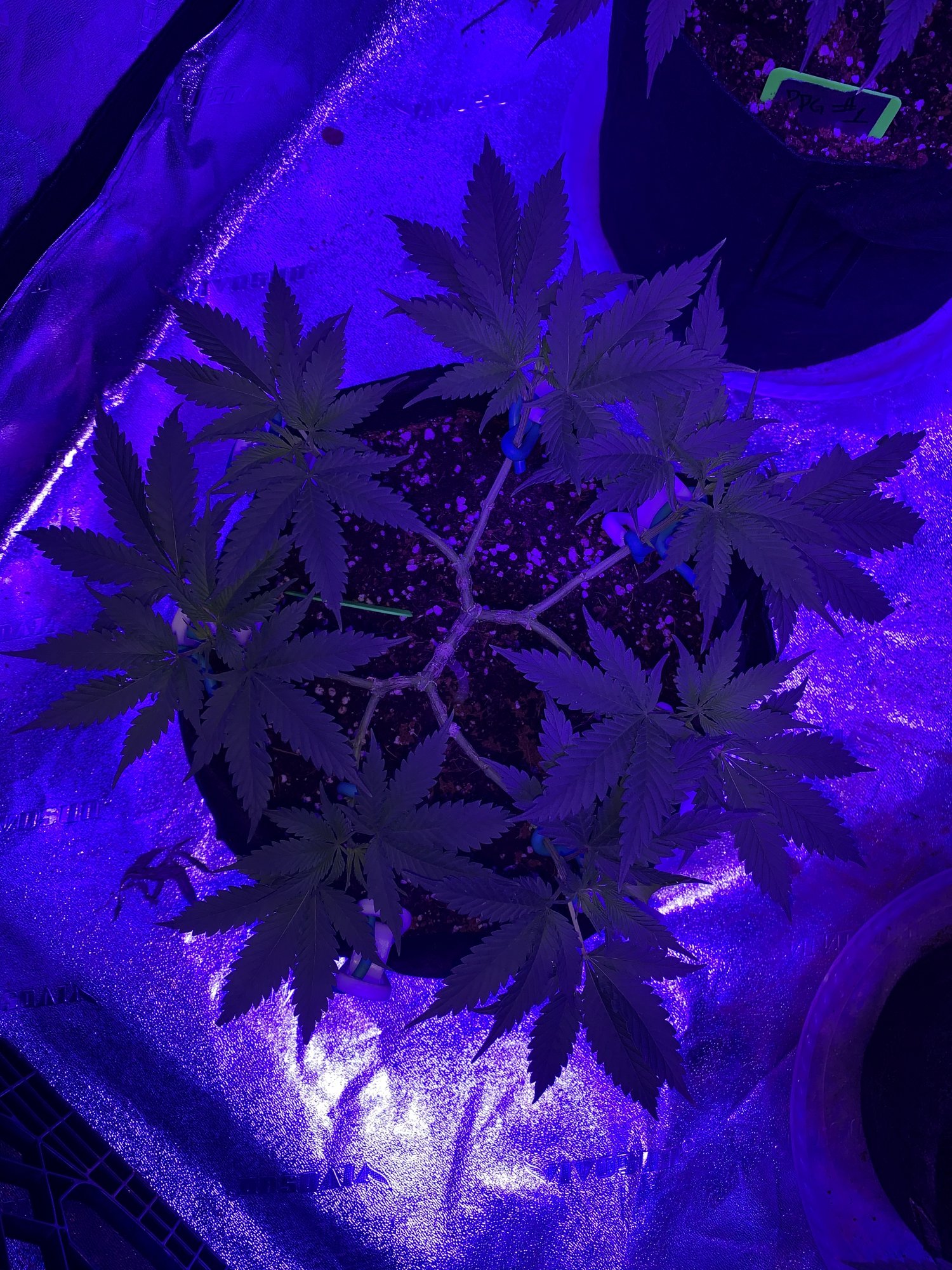 Are these too early to flip into flower 4