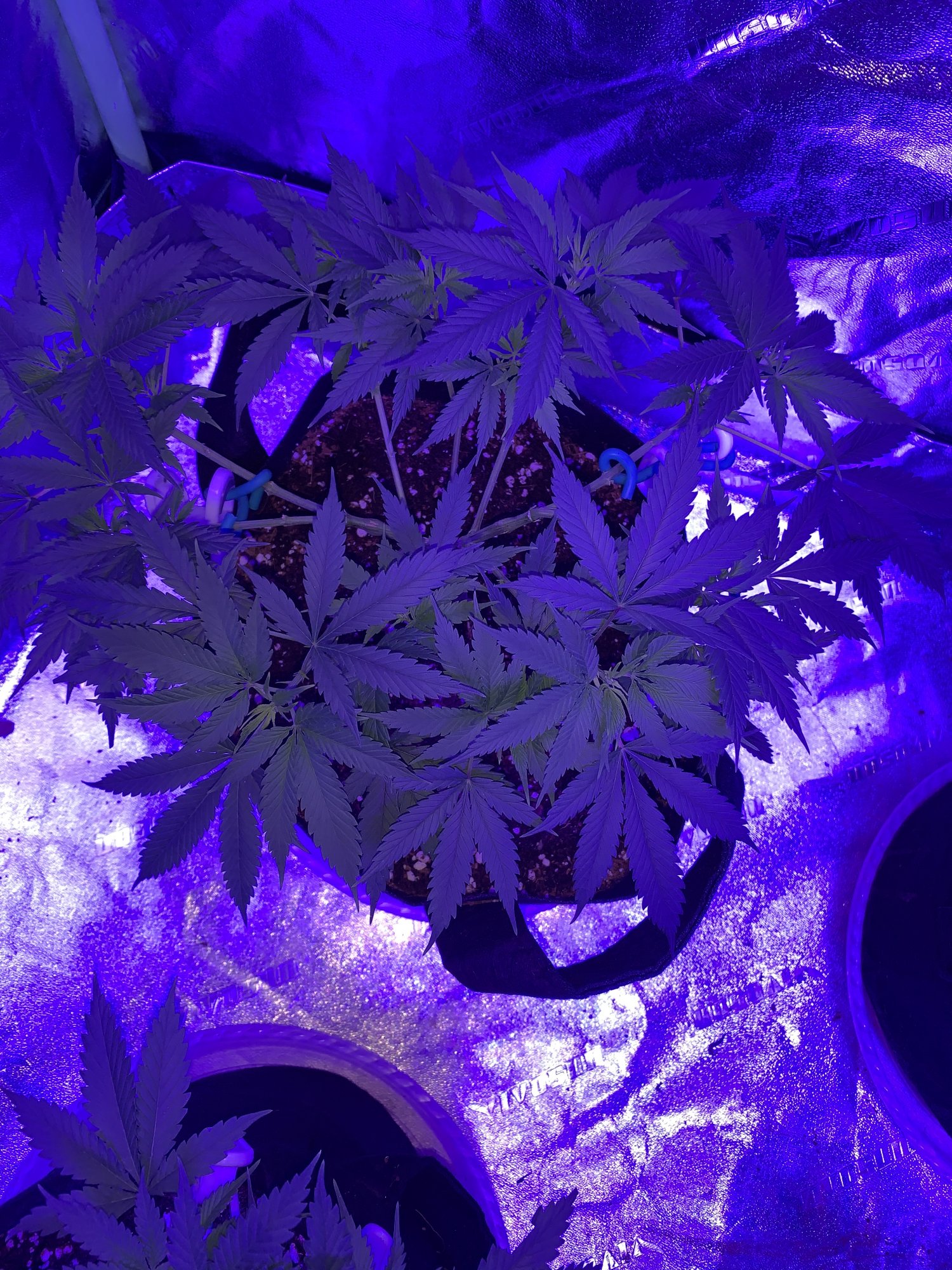 Are these too early to flip into flower 5
