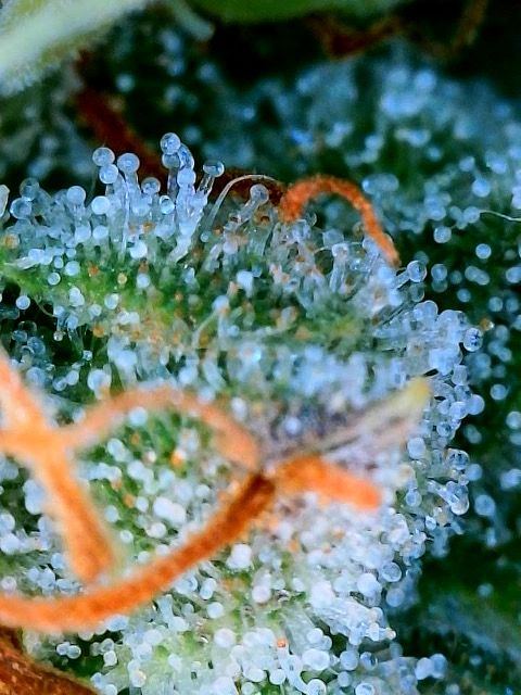 Are these trichomes amber or brown from damage 2