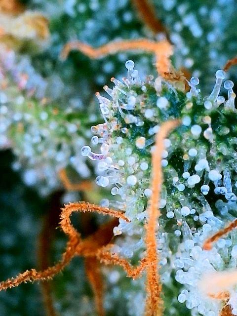 Are these trichomes amber or brown from damage 3