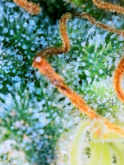 Are these trichomes amber or brown from damage 4