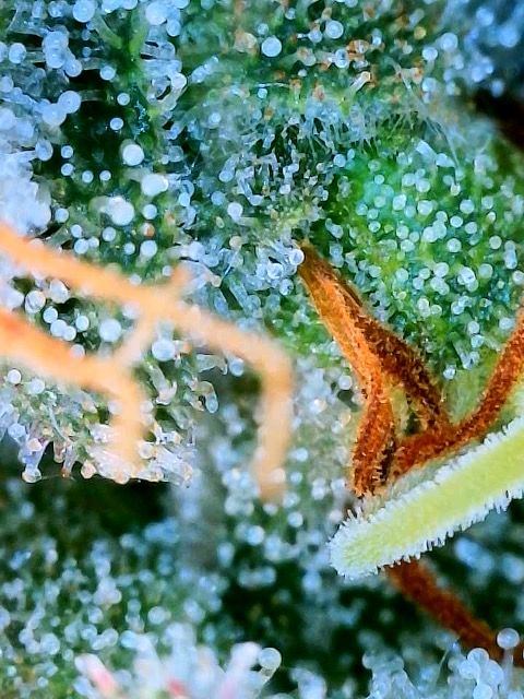Are these trichomes amber or brown from damage 5