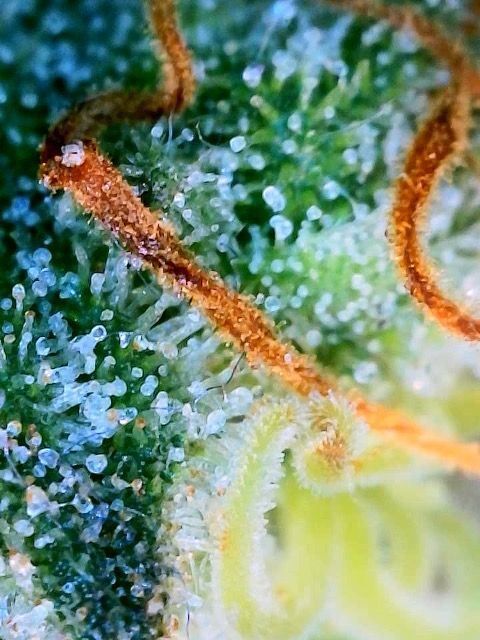 Are these trichomes amber or brown from damage