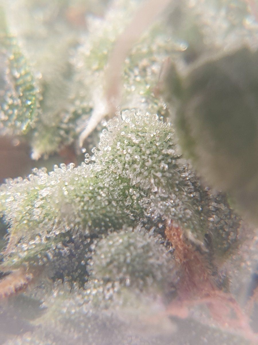 Are they ready for harvest trichome closeups 10