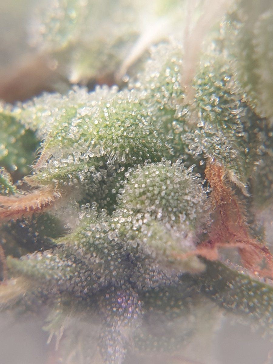 Are they ready for harvest trichome closeups 11