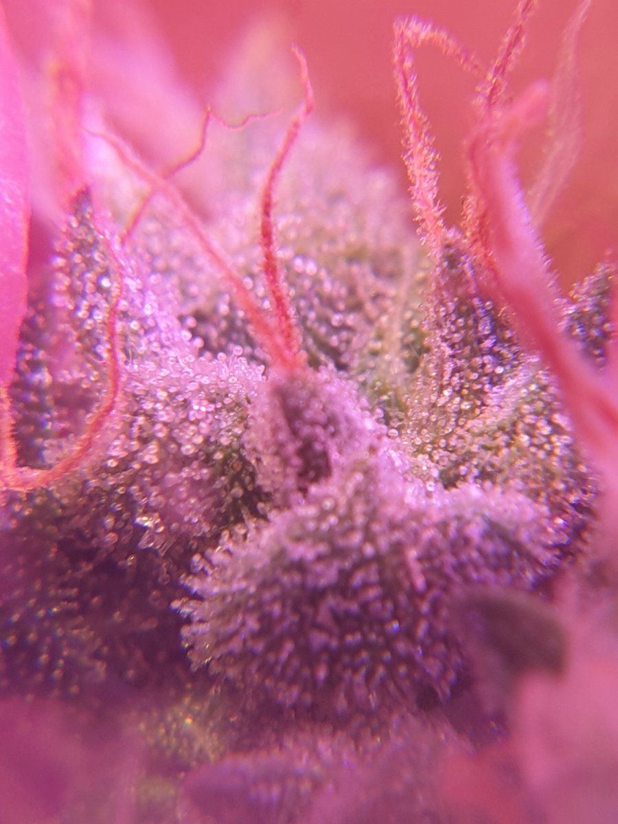 Are they ready for harvest trichome closeups 12
