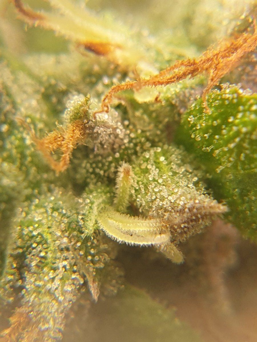 Are they ready for harvest trichome closeups 2