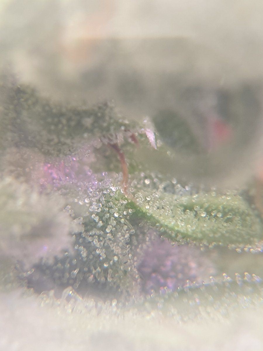 Are they ready for harvest trichome closeups 3