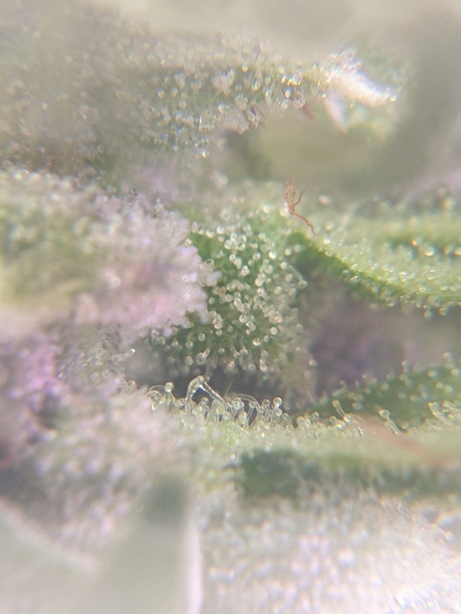 Are they ready for harvest trichome closeups 4