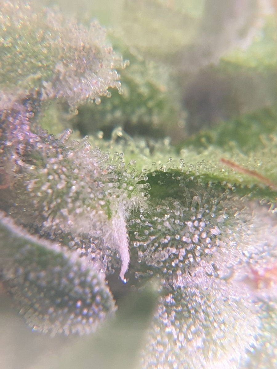 Are they ready for harvest trichome closeups 5
