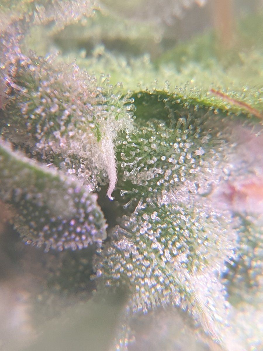 Are they ready for harvest trichome closeups 6