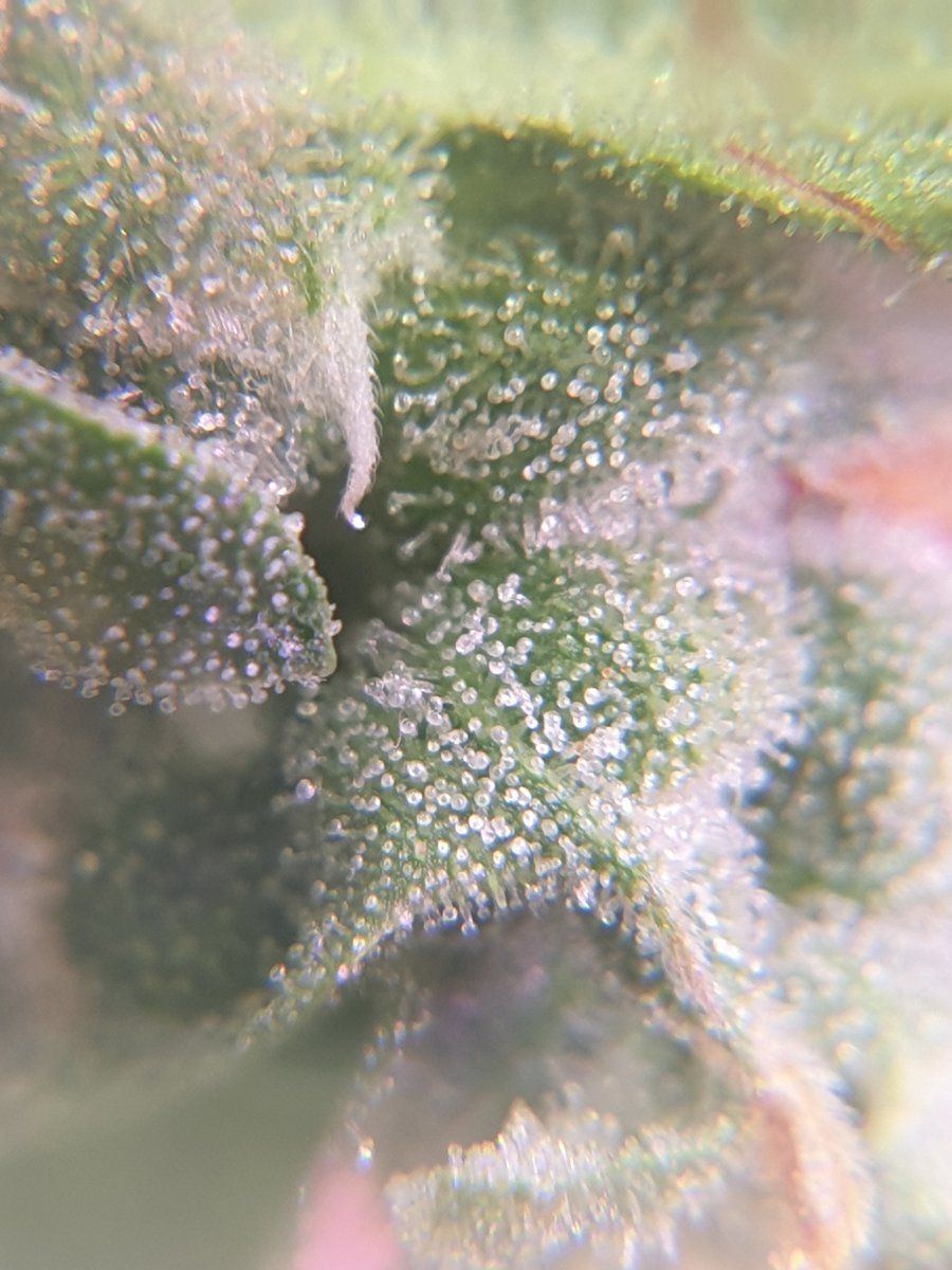 Are they ready for harvest trichome closeups 7