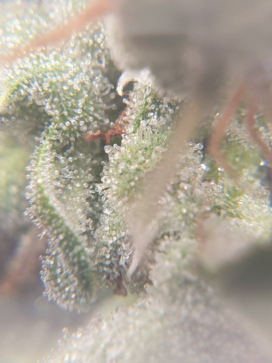 Are they ready for harvest trichome closeups 8