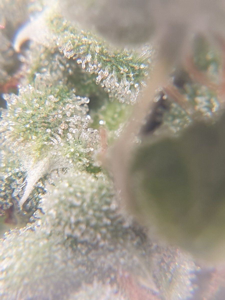 Are they ready for harvest trichome closeups 9