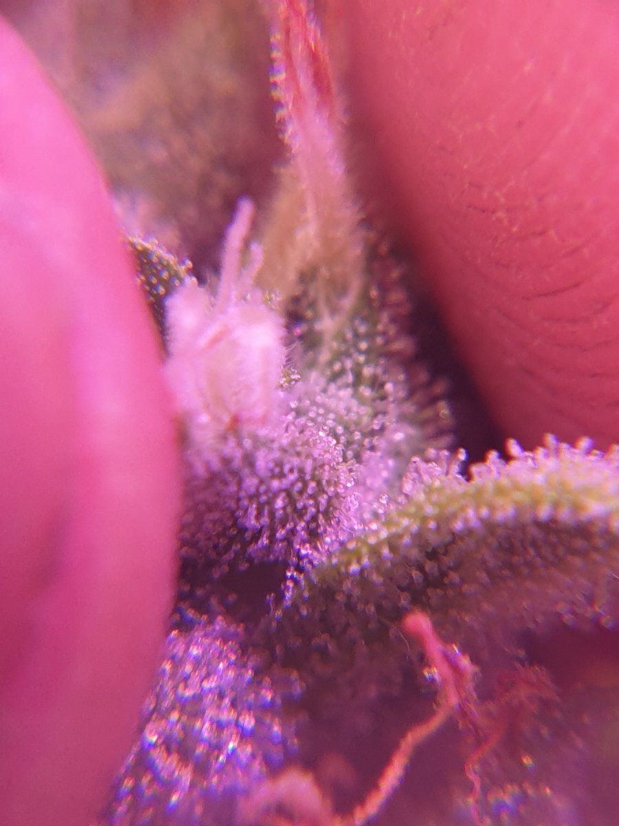 Are they ready for harvest trichome closeups