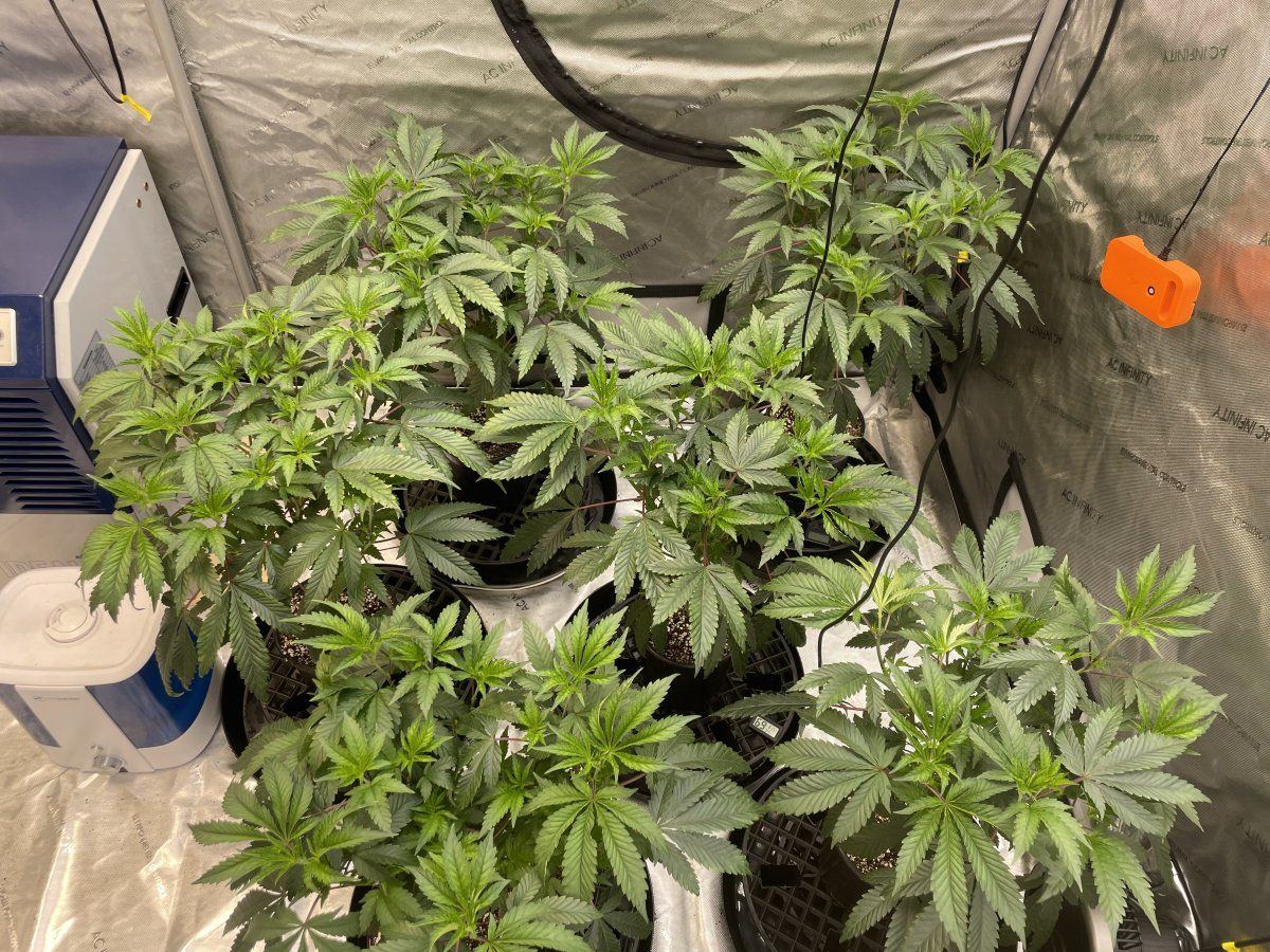 Are you big leafing and defoliating during veg 2