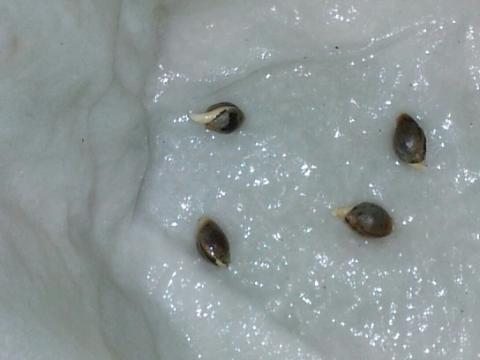 Area beans 24hrs