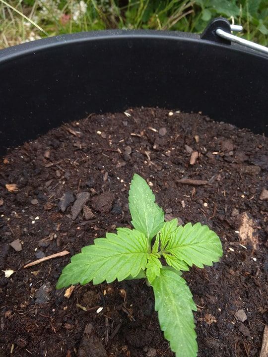 Arent my cannabis plants too small for their age 2