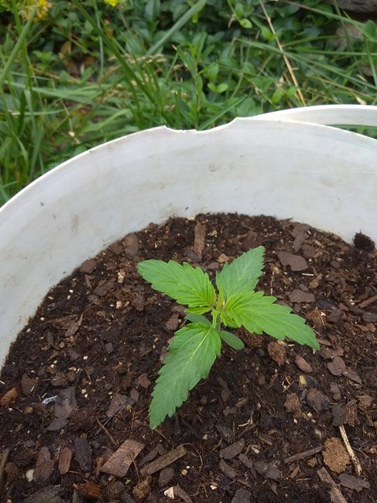 Arent my cannabis plants too small for their age 3
