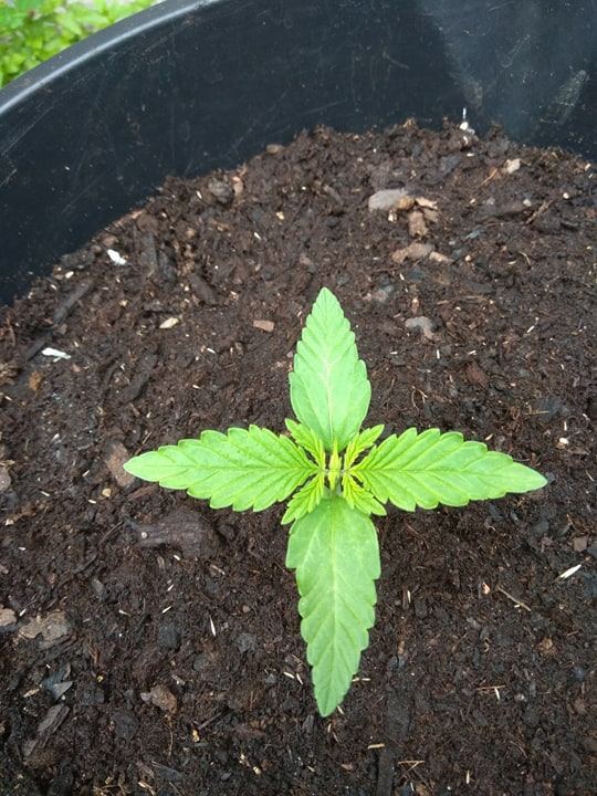 Arent my cannabis plants too small for their age