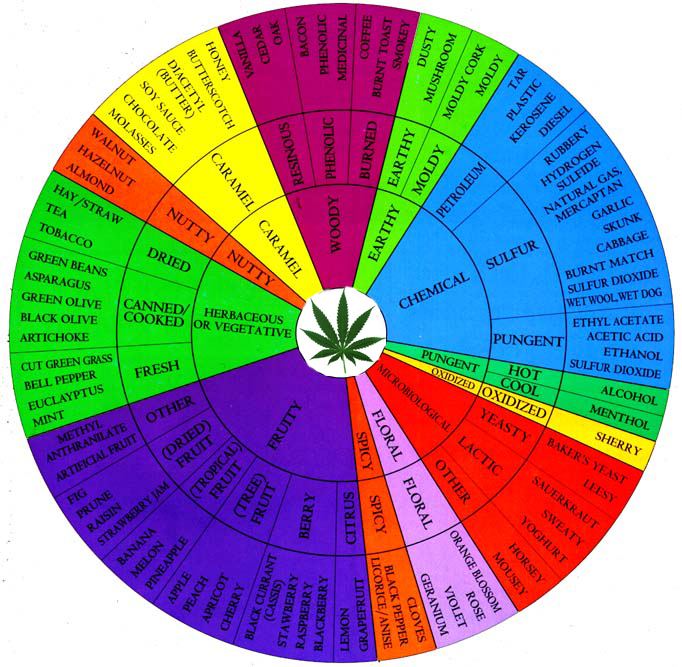 Aroma wheel