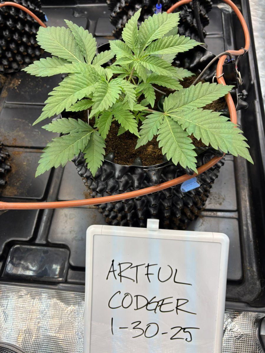 Artful Codger V2D1