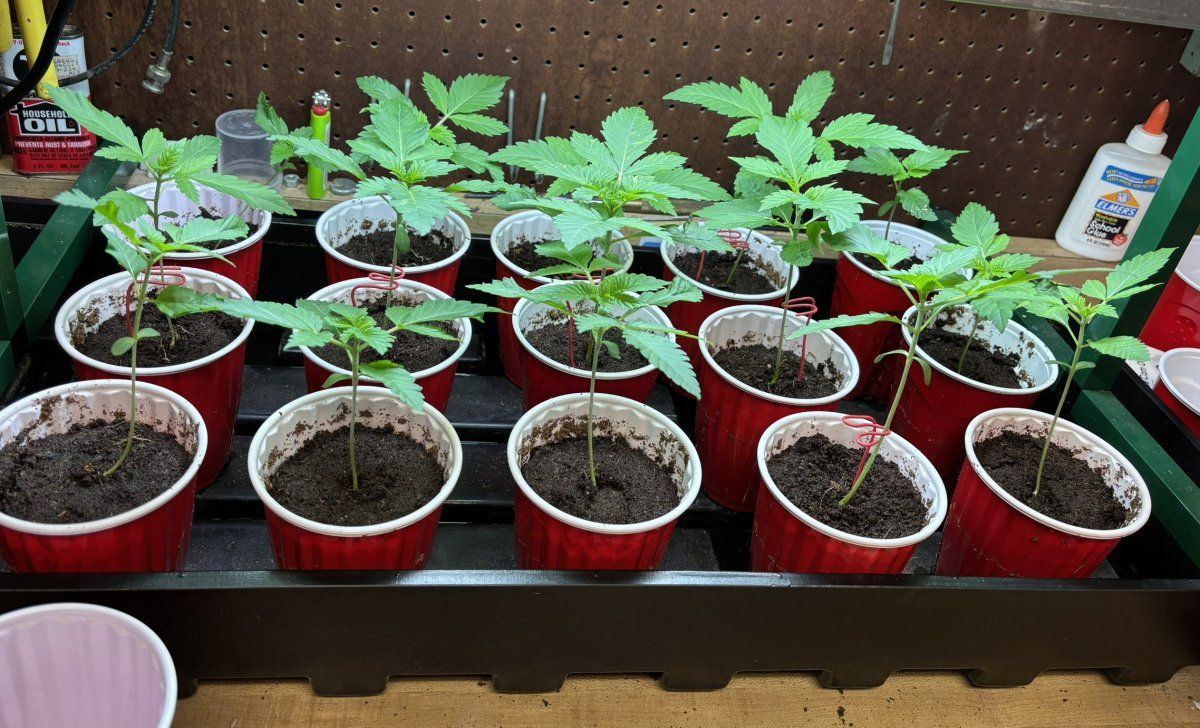 Artful codgers grape bubbly grow diary 3