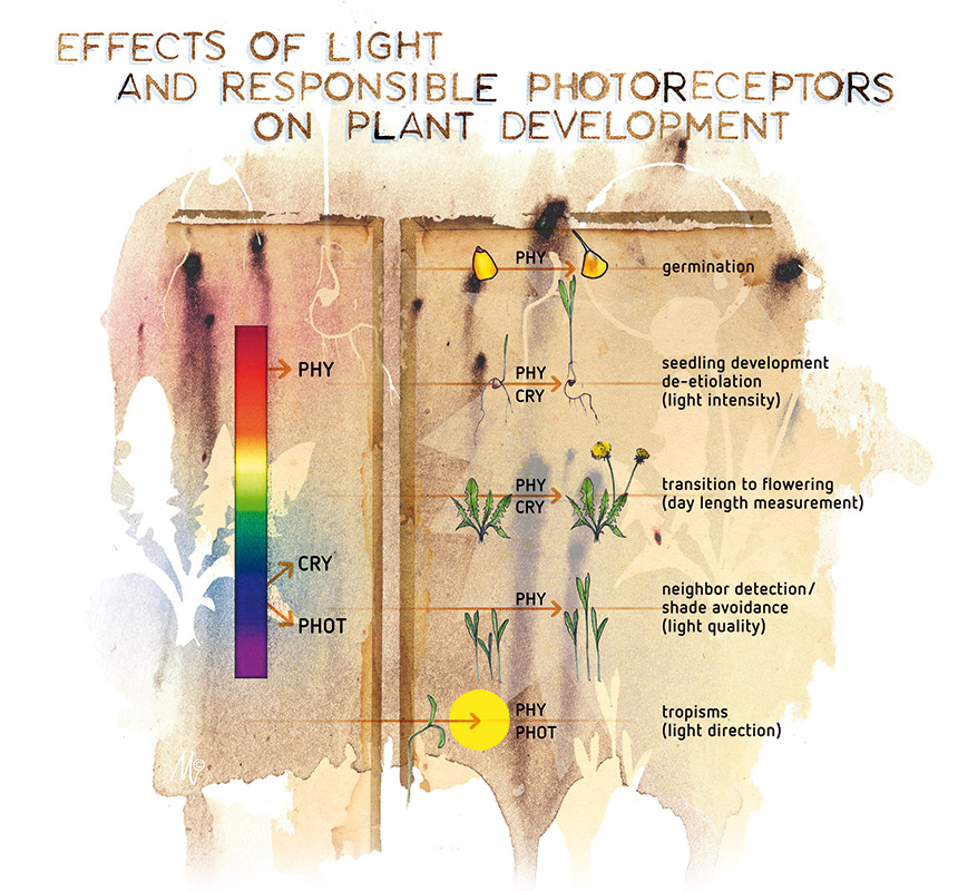 Articles effect light spectrum plant development text 1