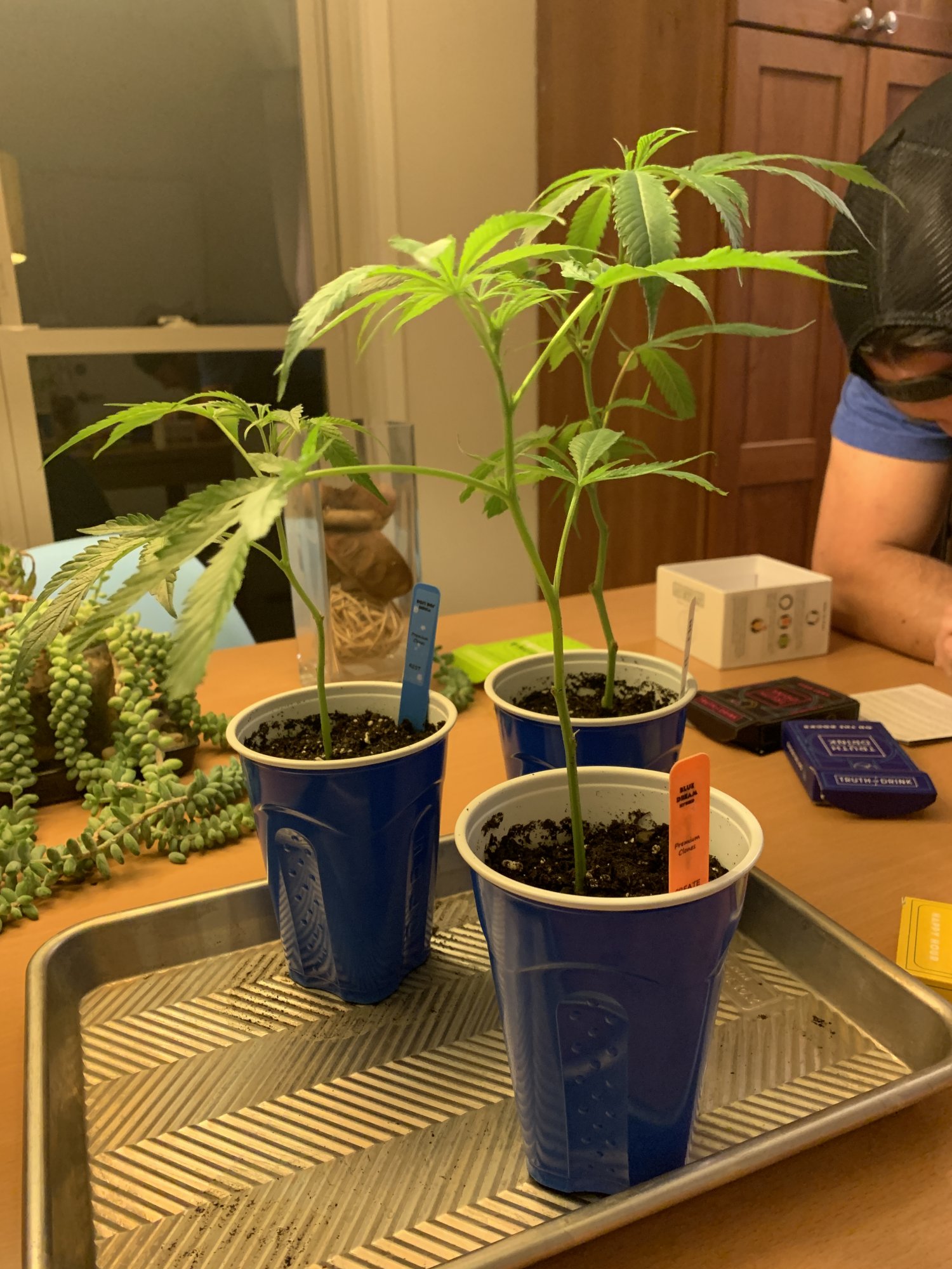 Asking for a little help for a new grower 2