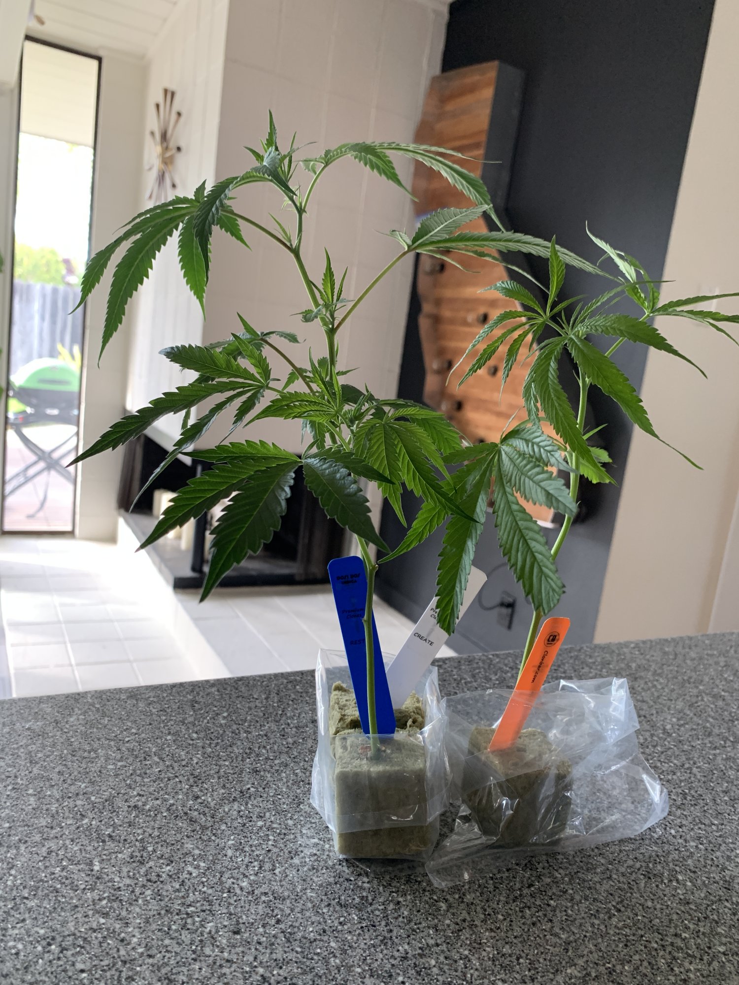 Asking for a little help for a new grower