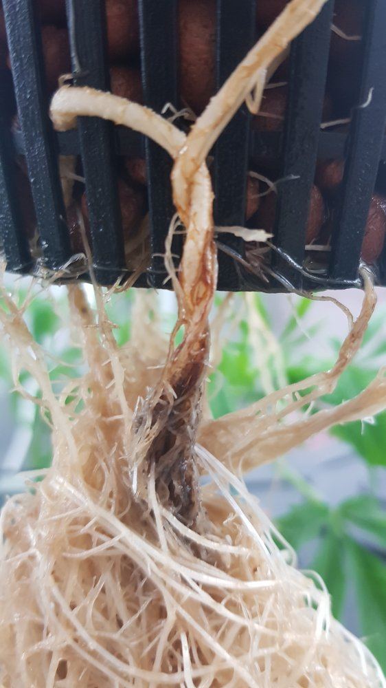 Asking for help identifying problem possible deficiency or root problem 10