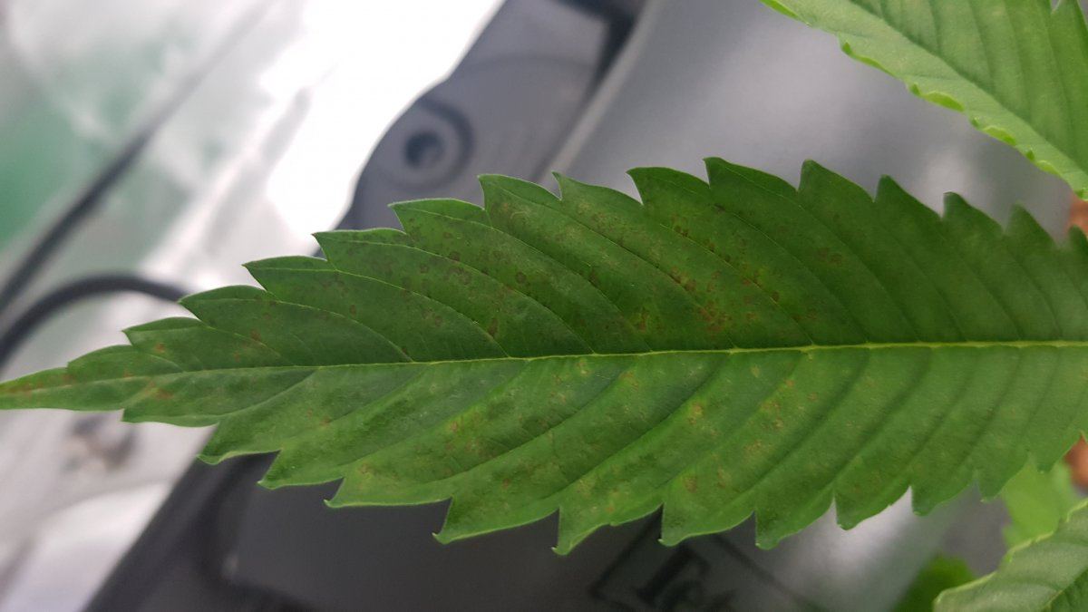 Asking for help identifying problem possible deficiency or root problem 2