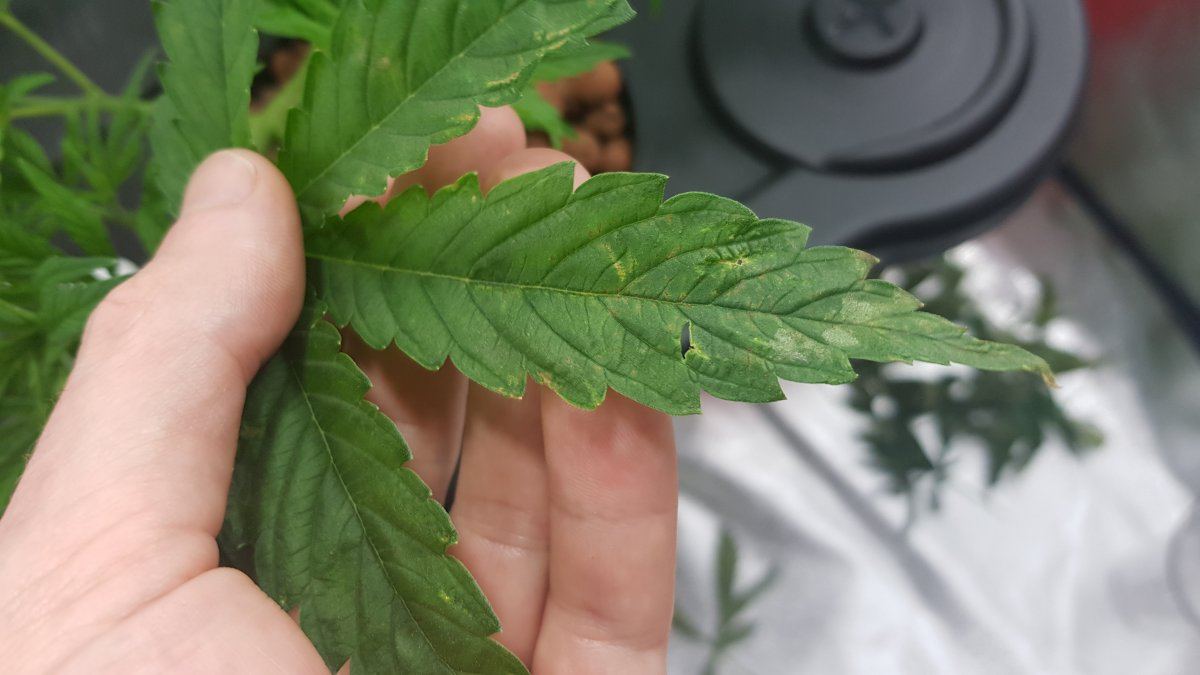 Asking for help identifying problem possible deficiency or root problem 4